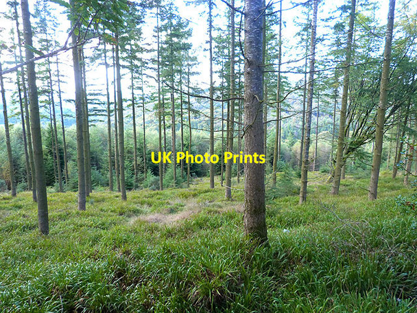 Photo 6"x4" Woodland above Clara Vale Rathdrum c2014