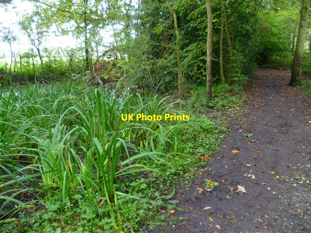 Photo 6"x4" Bridleway passes pond north of Longmoor Lake Arborfield Garrison c2014