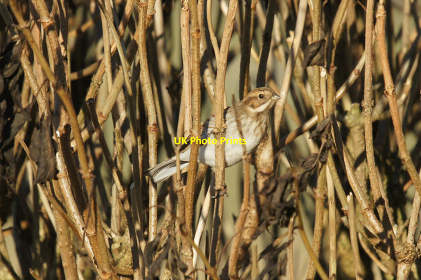 Photo 6"x4" Reed Bunting (Emberiza schoeniclus), Clibberswick Clibberswick c2014