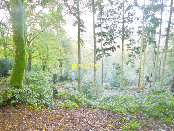 Photo 6"x4" Godshill, view Fordingbridge c2014