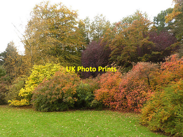 Photo 6"x4" Autumn colours at Thorp Perrow Firby\/SE2686 c2014