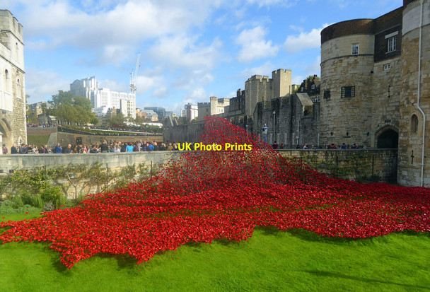 Photo 6"x4" Tower of London poppies London c2014