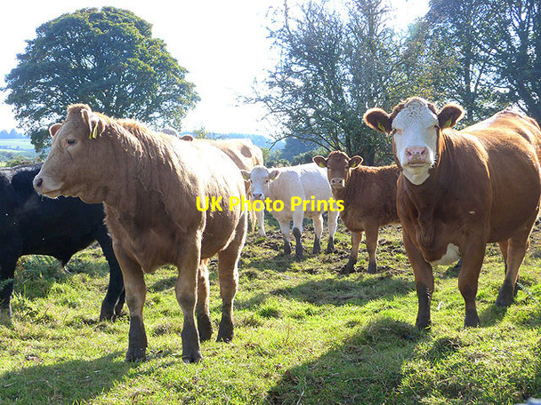 Photo 6"x4" Cattle at Knockaphrumpa Annamoe c2014