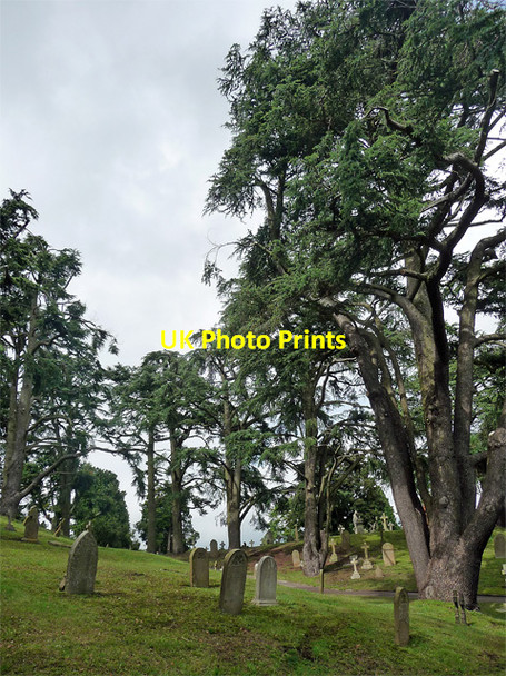Photo 6"x4" Cedars, Military Cemetery, Aldershot (2) Aldershot c2012