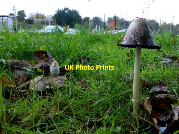 Photo 6"x4" Fungus, Campsie, Omagh Omagh c2014