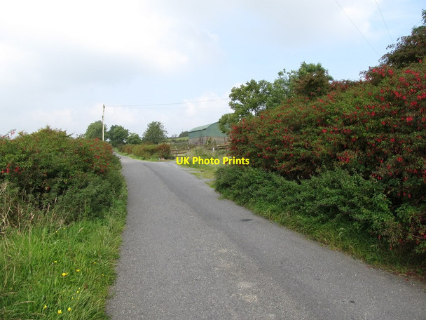 Photo 6"x4" Fuchsia hedges on Shaughan Road Belleek\/H9827 c2014