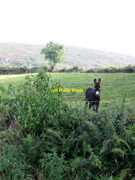 Photo 6"x4" A wee, but vocal, ass off the Mullaghans Road Belleek\/H9827 c2014