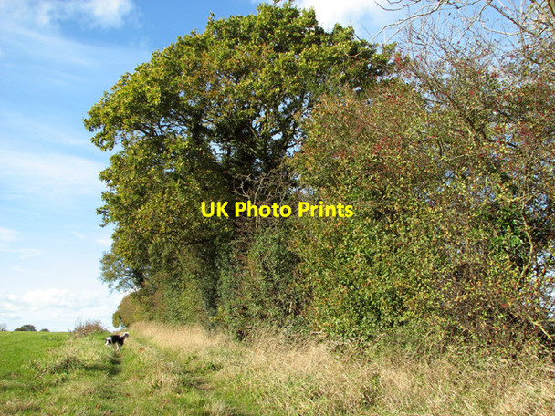Photo 6"x4" Trees in field boundary hedge Saxlingham Nethergate c2014