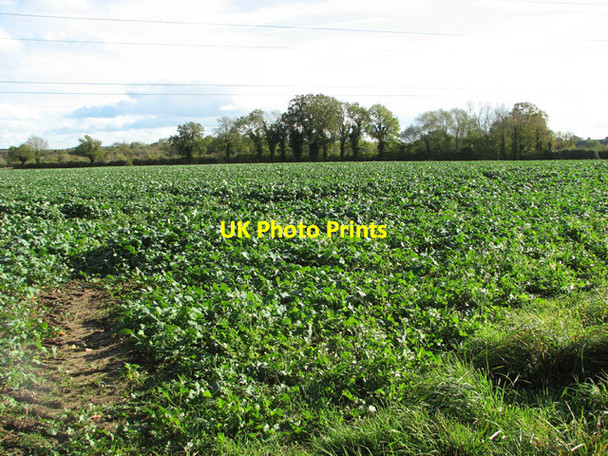 Photo 6"x4" Brassica crop Mulbarton c2014