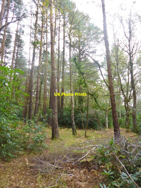 Photo 6"x4" Nomansland, plantation Nomansland\/SU2517 c2014