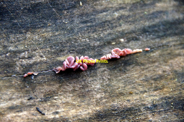 Photo 6"x4" Fungus on a cut log, Den o' Alyth Alyth c2014