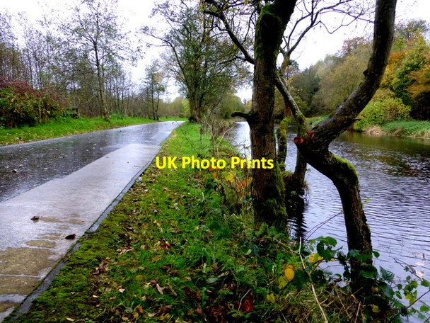 Photo 6"x4" Bent trees, Mullaghmore Omagh c2014