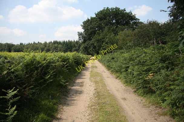 Photo 6"x4" Peddars Way Pockthorpe\/TL9196 c2008