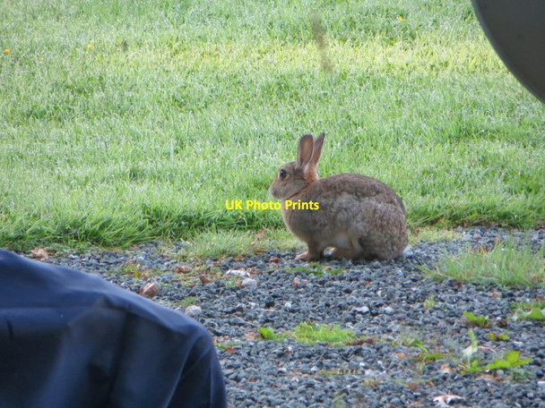 Photo 6"x4" Rabbit by the Caravan Hundred House c2014