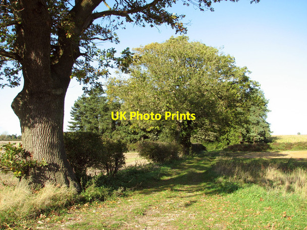 Photo 6"x4" Track to Beech Pit Belt East Lexham c2014