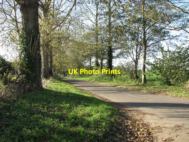 Photo 6"x4" Poplars growing beside rural lane West Lexham c2014