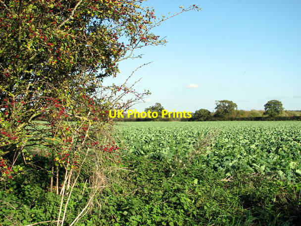 Photo 6"x4" Brassica crop field near Rougham Rougham\/TF8320 c2014