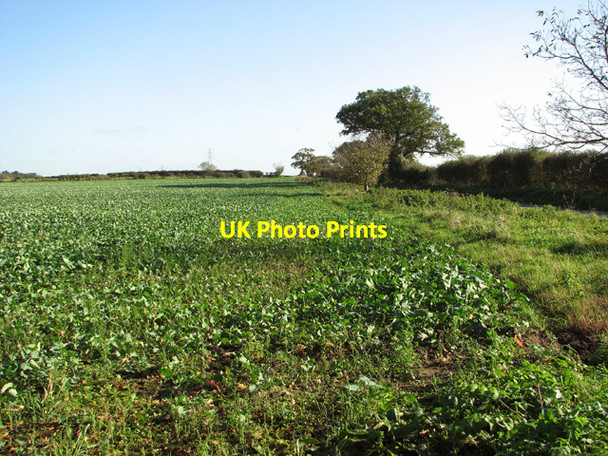 Photo 6"x4" Brassica crop north of the B1145 road Rougham\/TF8320 c2014
