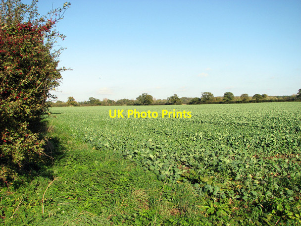 Photo 6"x4" Brassica crop field Rougham\/TF8320 c2014