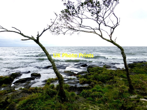 Photo 6"x4" Wind-swept trees at Lough Neagh Randalstown c2014