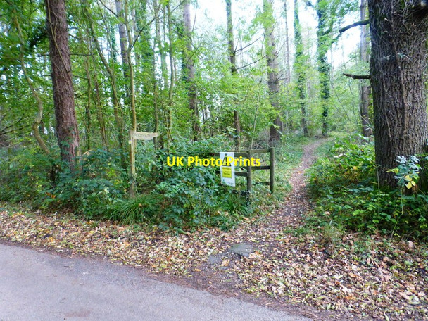 Photo 6"x4" Footpath goes south from Bent Lane Hoe Gate c2014