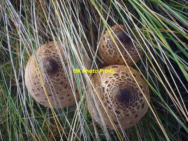 Photo 6"x4" Parasol mushrooms (Lepiota procera), South Walney Roa Island c2014