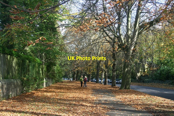 Photo 6"x4" Autumn on Ecclesall Road South Millhouses\/SK3283 c2014
