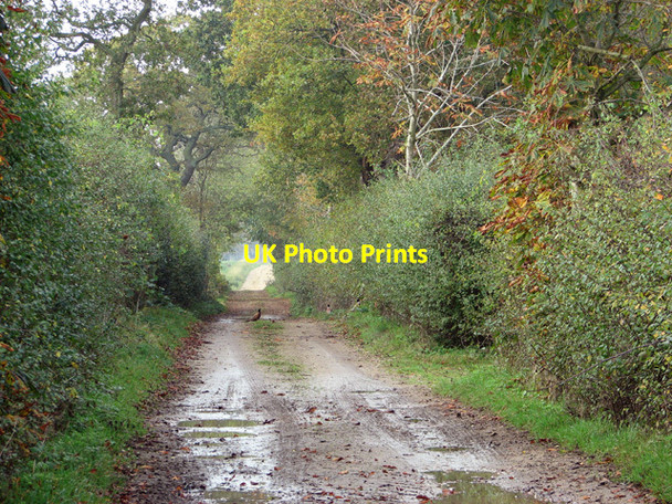 Photo 6"x4" Farm track off Beeston Road Beeston\/TF9015 c2014