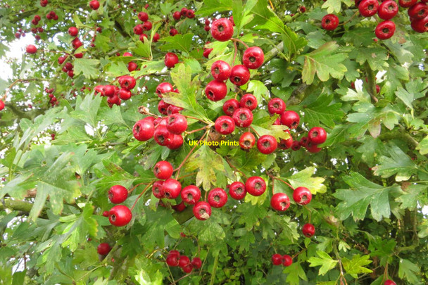 Photo 6"x4" Hawthorn berries by the River Thames Oxford\/SP5106 c2014