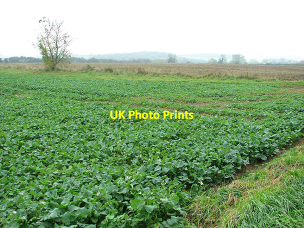 Photo 6"x4" Fields south of Greengate Lane Great Massingham c2014