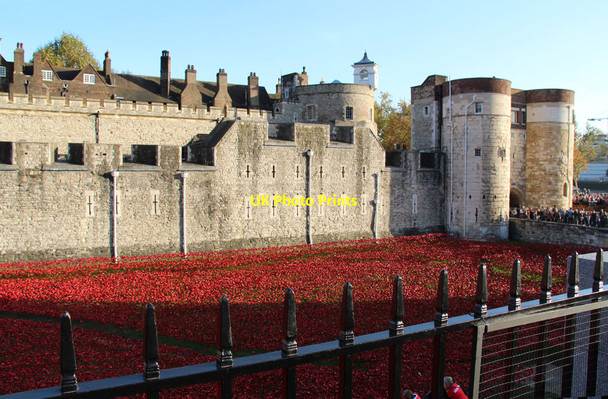Photo 6"x4" Poppies at the Tower London c2014