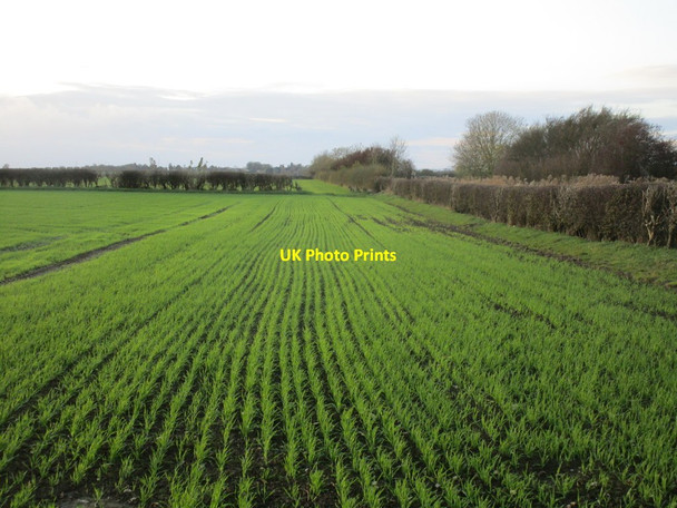 Photo 6"x4" Field off Corpslanding Road Hutton Cranswick c2014