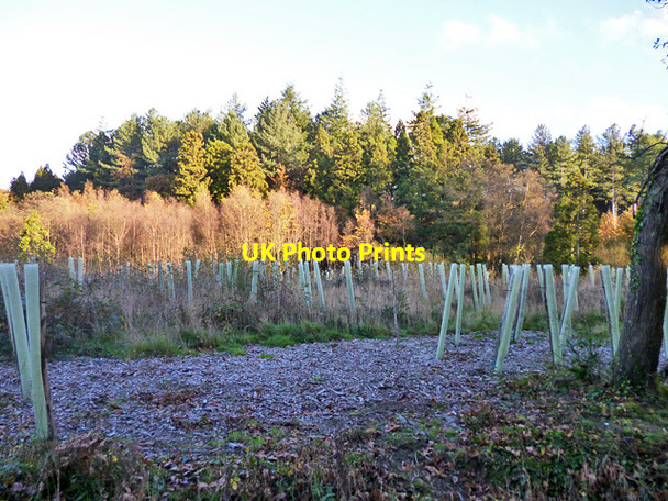 Photo 6"x4" Planted area, Battle Great Wood Battle\/TQ7416 c2014