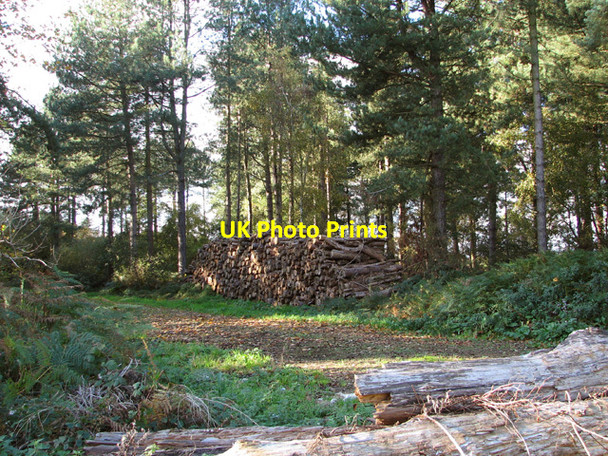 Photo 6"x4" Stack of logs at Rudham Common Little Massingham c2014