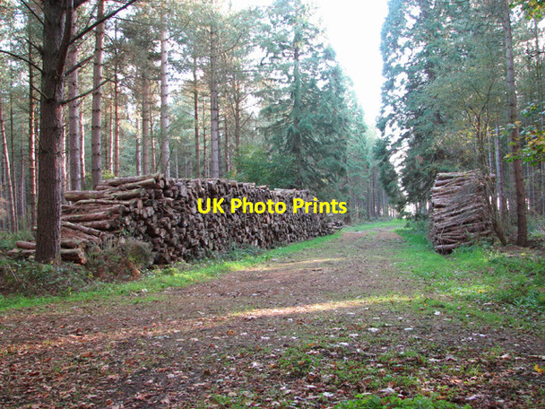 Photo 6"x4" Stacks of logs in Kipton Heath Weasenham St Peter c2014