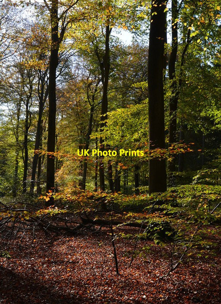 Photo 6"x4" Beech sapling in Nippers Grove, Hook End, Oxfordshire Cane End c2014