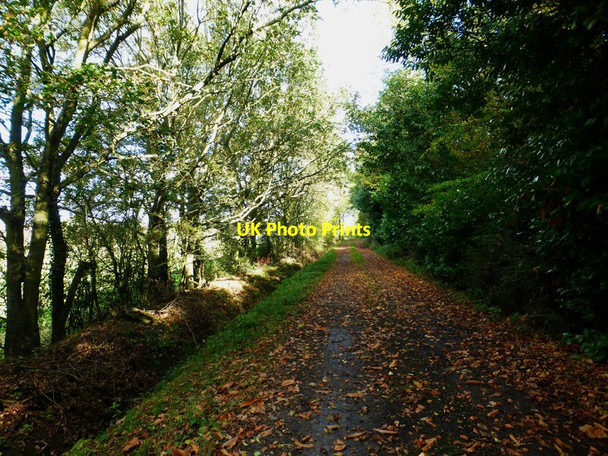 Photo 6"x4" Avenue towards Turgis Court Farm Stratfield Turgis c2014