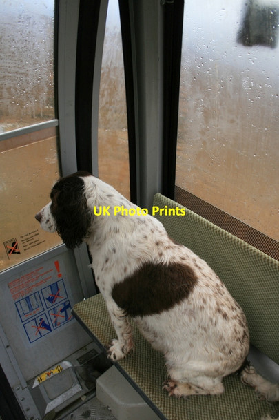 Photo 6"x4" Oh look - a grouse!!! Torlundy c2014