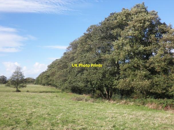 Photo 6"x4" Mature trees, Perry Mill Farm Bincombe\/ST1839 c2014