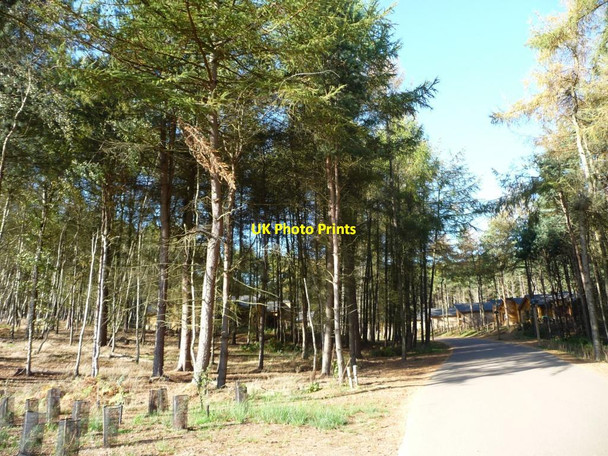 Photo 6"x4" A road to more lodges, west side, Woburn Forest Millbrook\/TL0138 c2014
