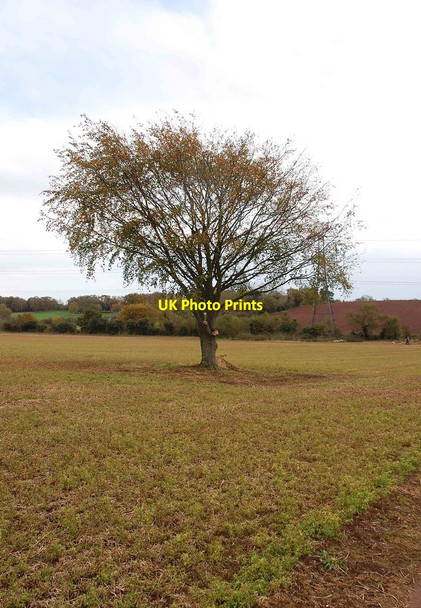 Photo 6"x4" Tree in field, Spennells, Kidderminster Kidderminster c2014