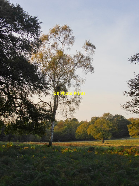 Photo 6"x4" Silver birch in late October Kingston Upon Thames c2014