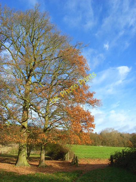 Photo 6"x4" Pasture, Knowl Hill Knowl Hill\/SU8279 c2008 P1
