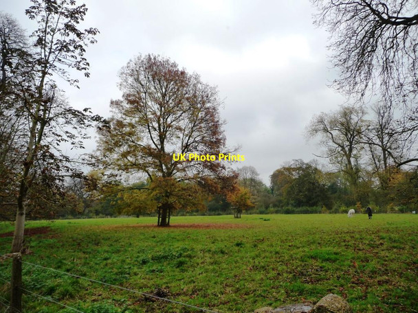 Photo 6"x4" Autumn trees in a paddock, Apsley End Apsley End c2014