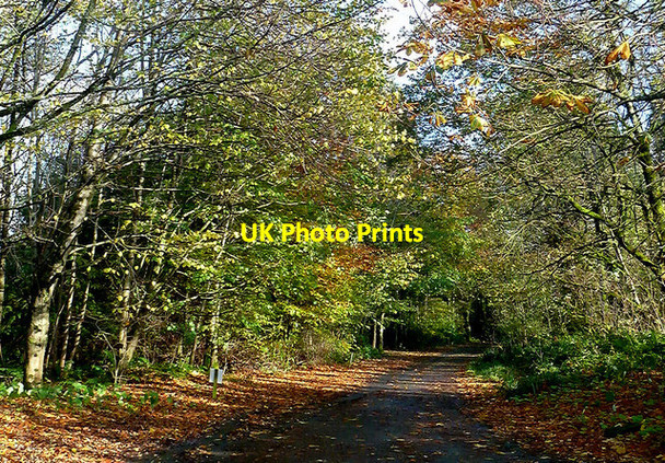 Photo 6"x4" Autumn Colours On Kilkerran Estate Ruglen c2014