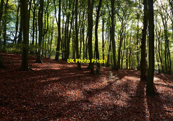 Photo 6"x4" Beeches in Greatbottom Wood, near Satwell, Oxfordshire Satwell c2014