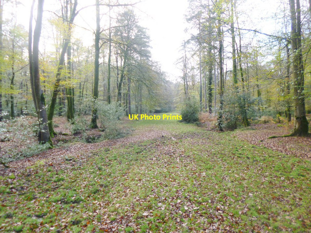Photo 6"x4" Bramshaw Inclosure, forestry track Nomansland\/SU2517 c2014