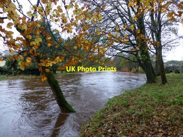 Photo 6"x4" Tree trunk in water, Cranny Omagh c2014