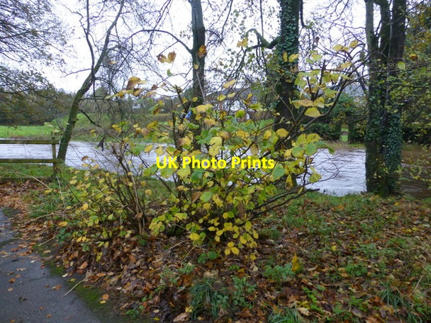 Photo 6"x4" Autumn leaves, Cranny Omagh c2014