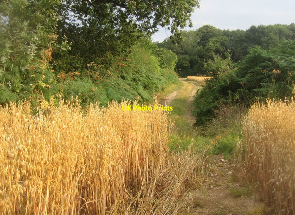 Photo 6"x4" Track by Little Wildcroft Field Pardown c2014